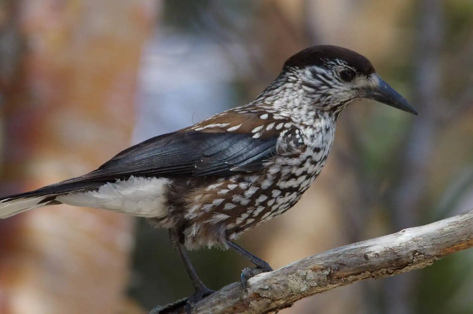 野鳥・ホシガラスの写真画像