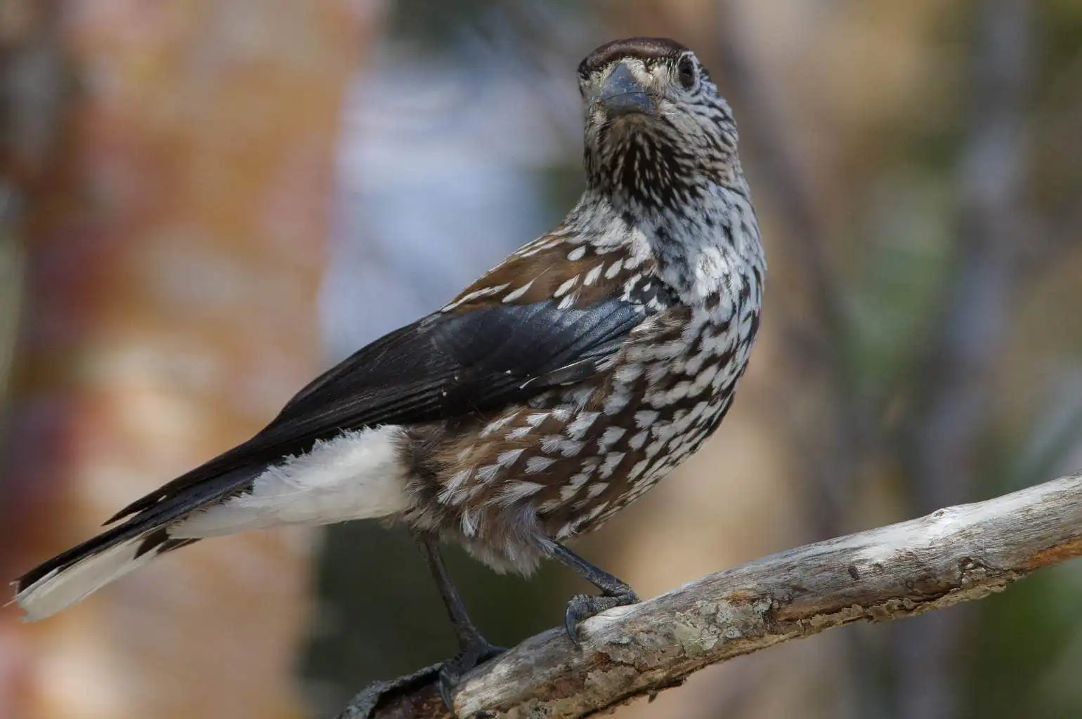 野鳥・ホシガラスの写真画像