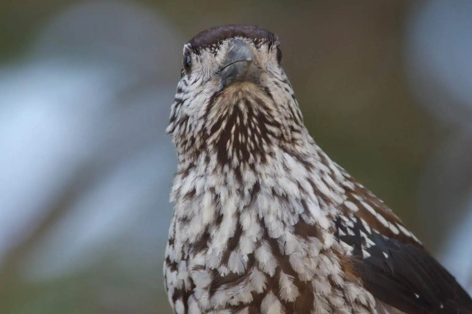 上半身ドアップ、野鳥・ホシガラスの写真画像