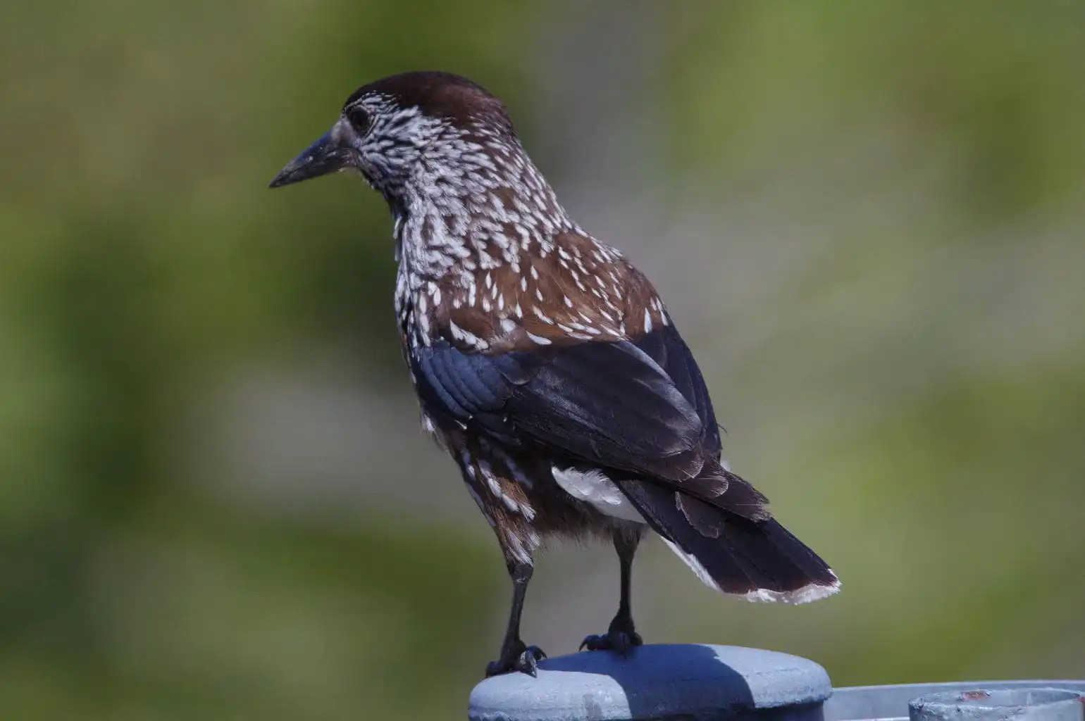 野鳥・ホシガラスの写真画像