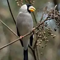 野鳥写真・イカル