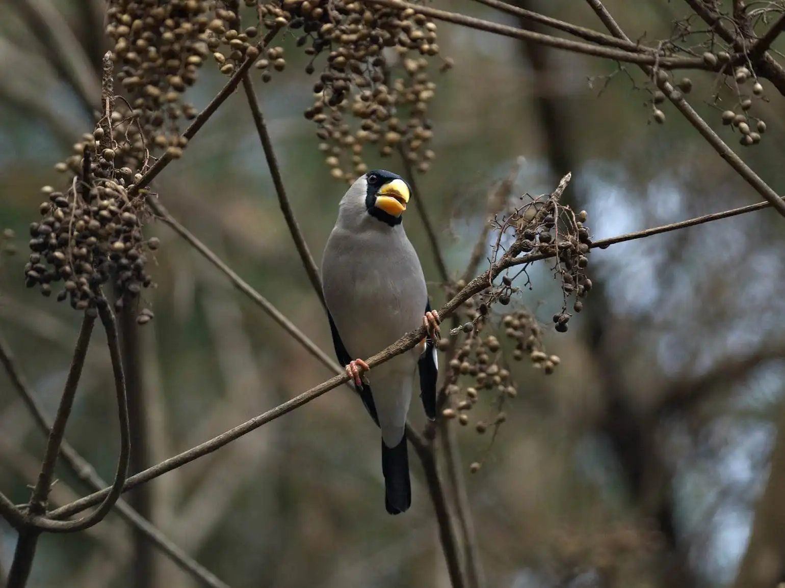 野鳥写真・イカルの写真