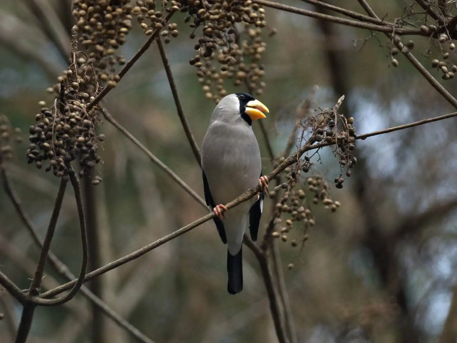 野鳥写真・イカルの写真