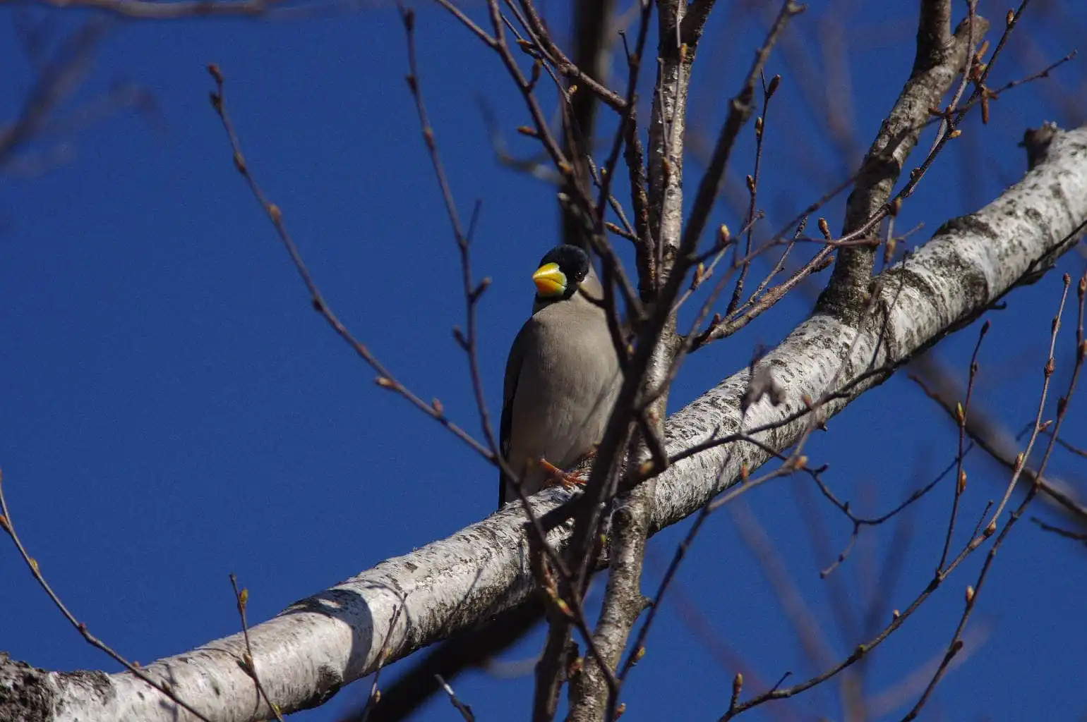 野鳥・イカルの写真画像