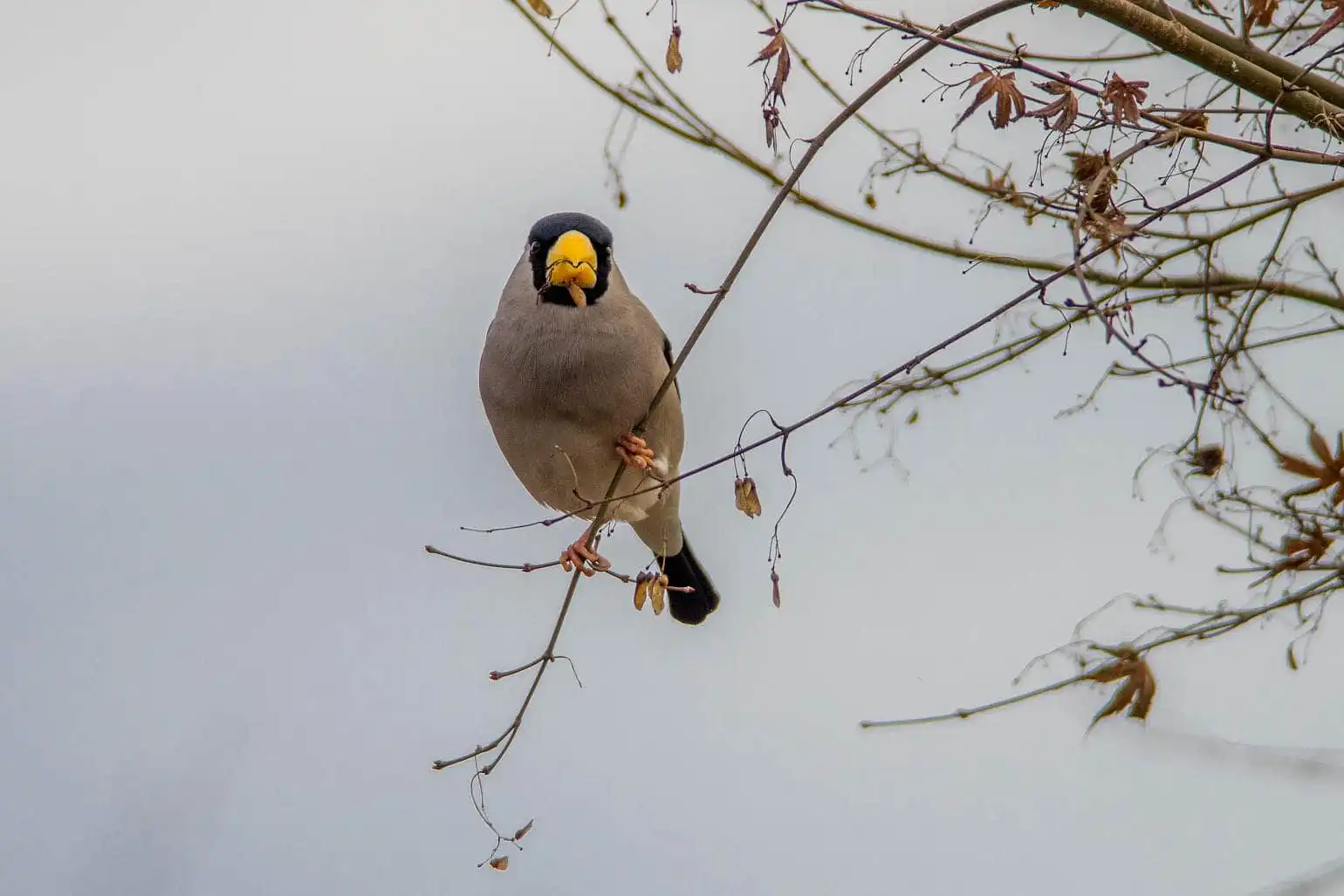 野鳥・イカルの写真画像