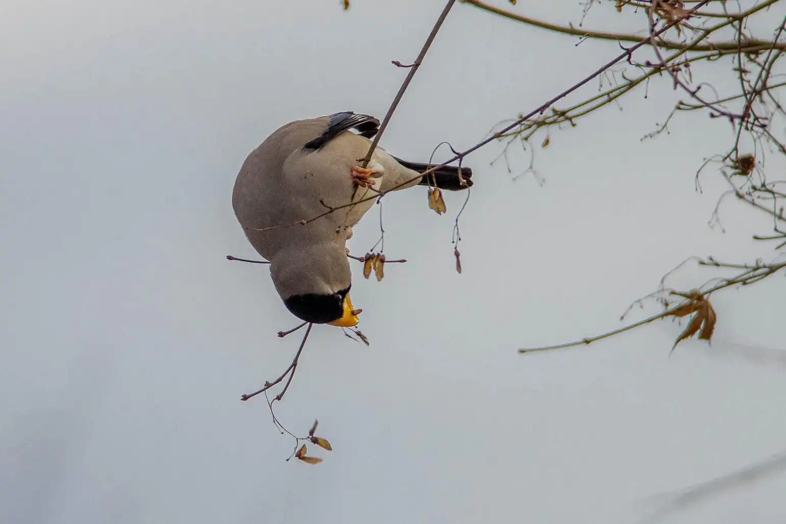 野鳥・イカルの写真画像