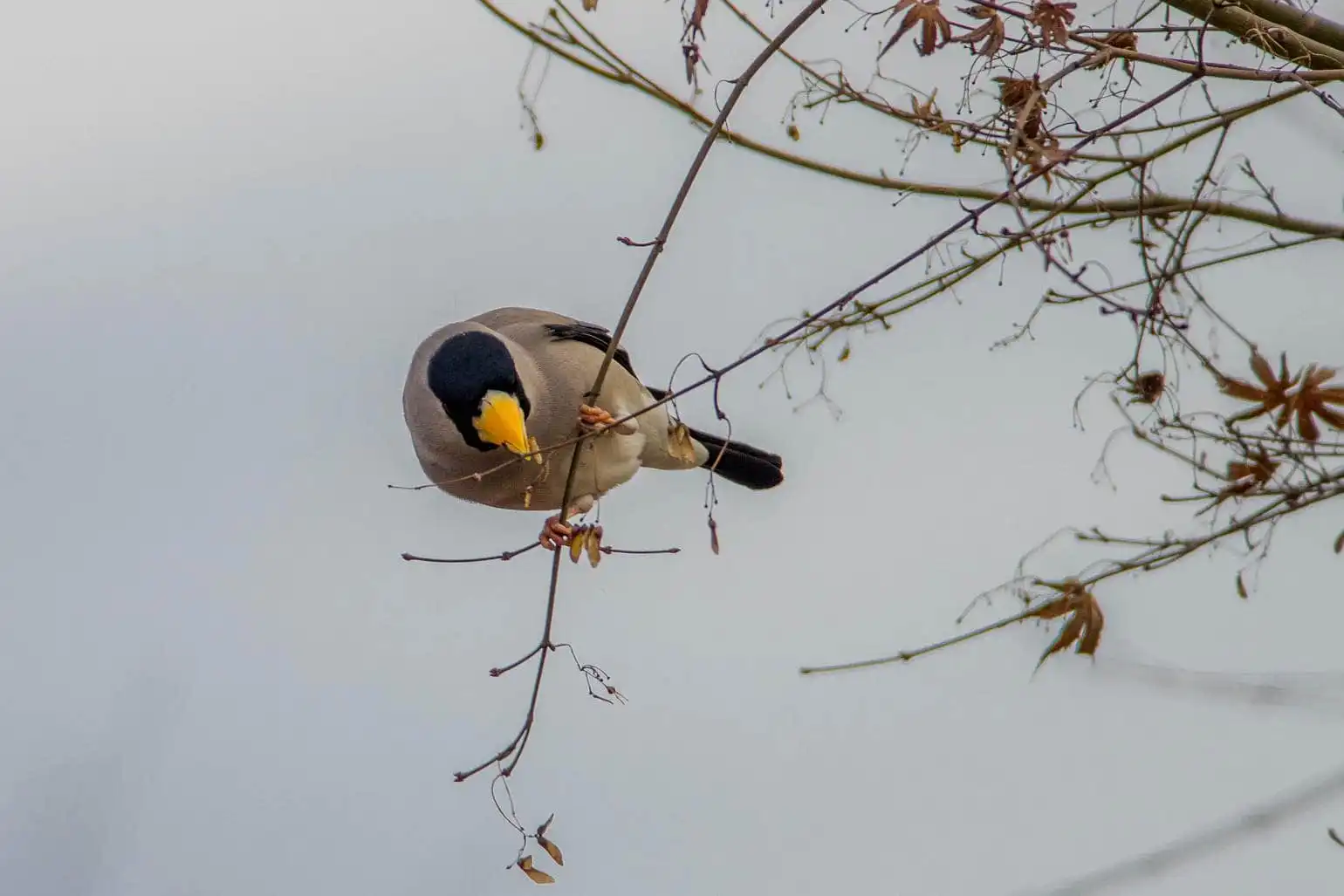 野鳥・イカルの写真画像