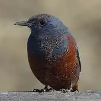 野鳥写真・イソヒヨドリ