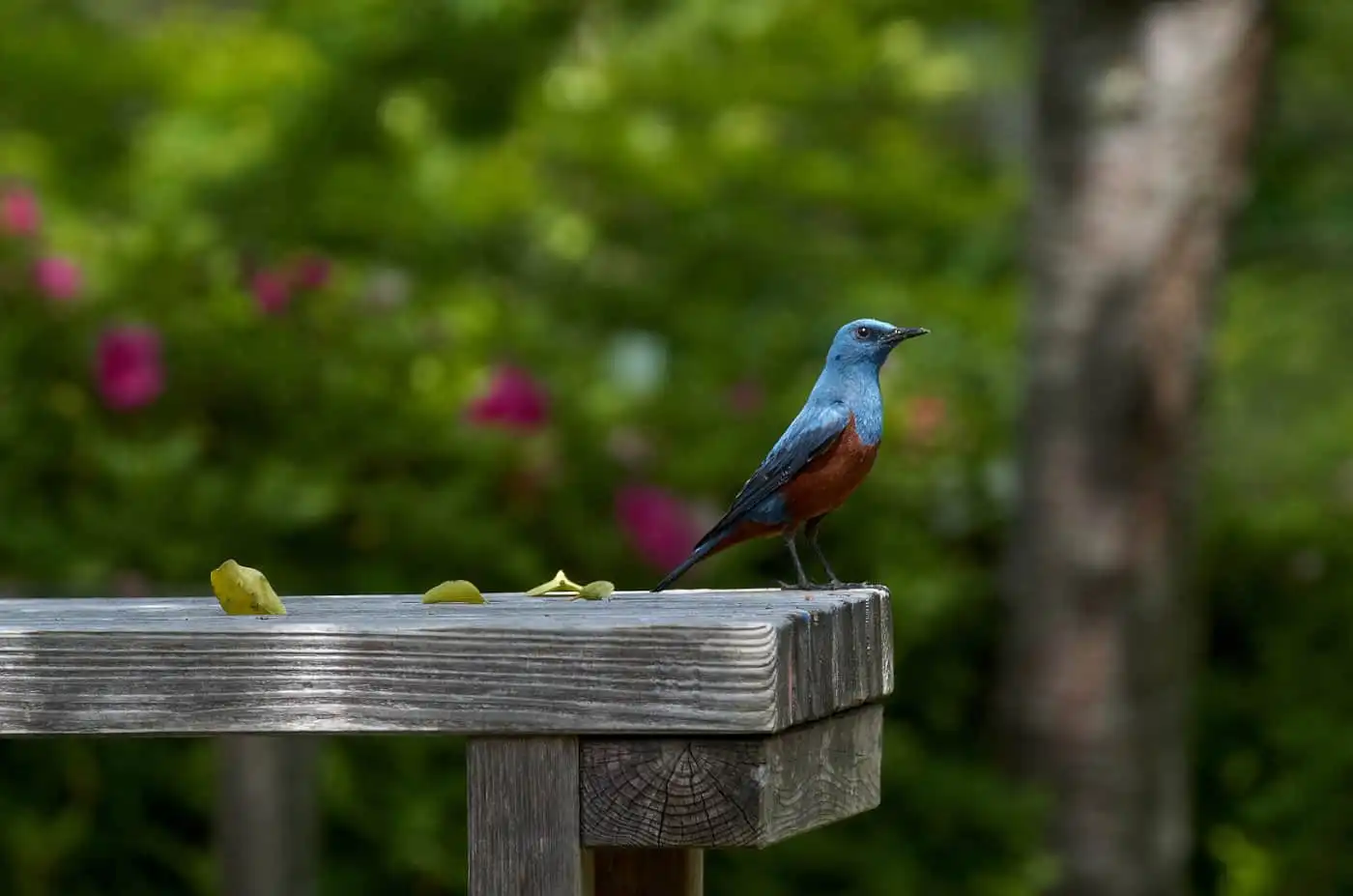野鳥・イソヒヨドリの写真画像