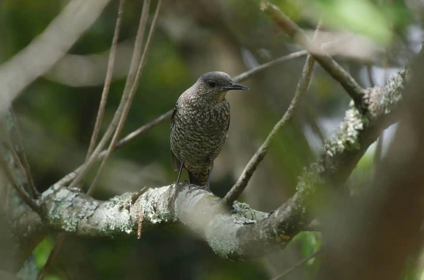 野鳥・雌のイソヒヨドリの写真画像