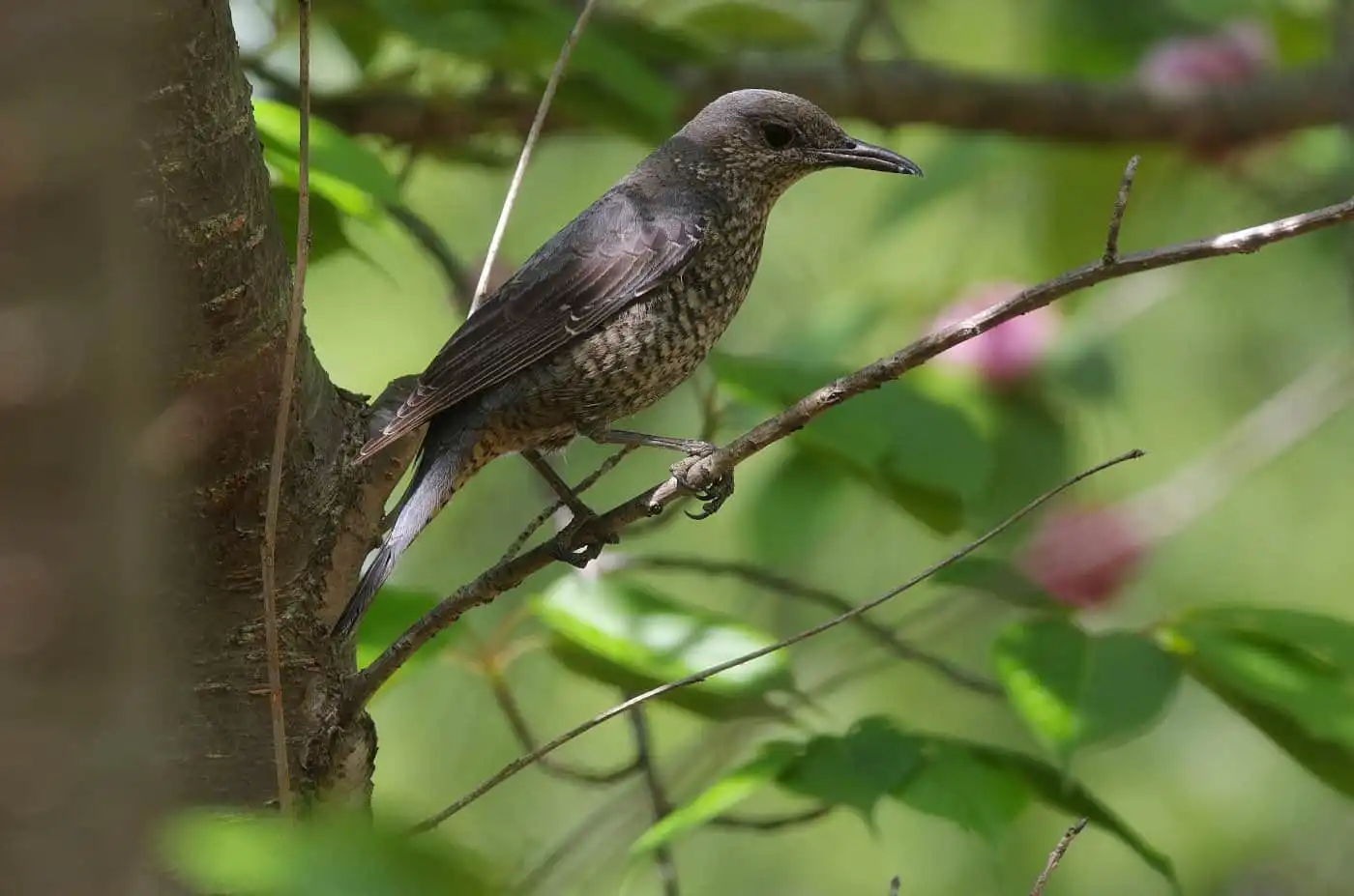 野鳥・雌のイソヒヨドリの写真画像