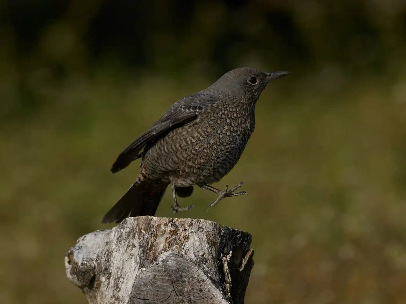 雌の野鳥・イソヒヨドリの写真画像