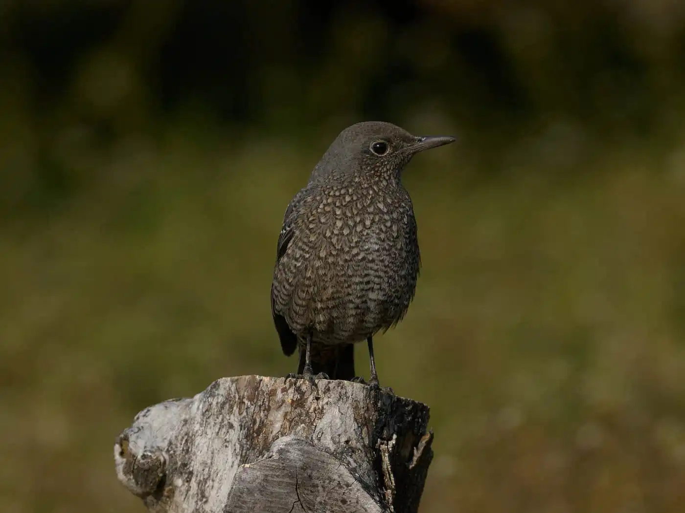 雌の野鳥・イソヒヨドリの写真画像