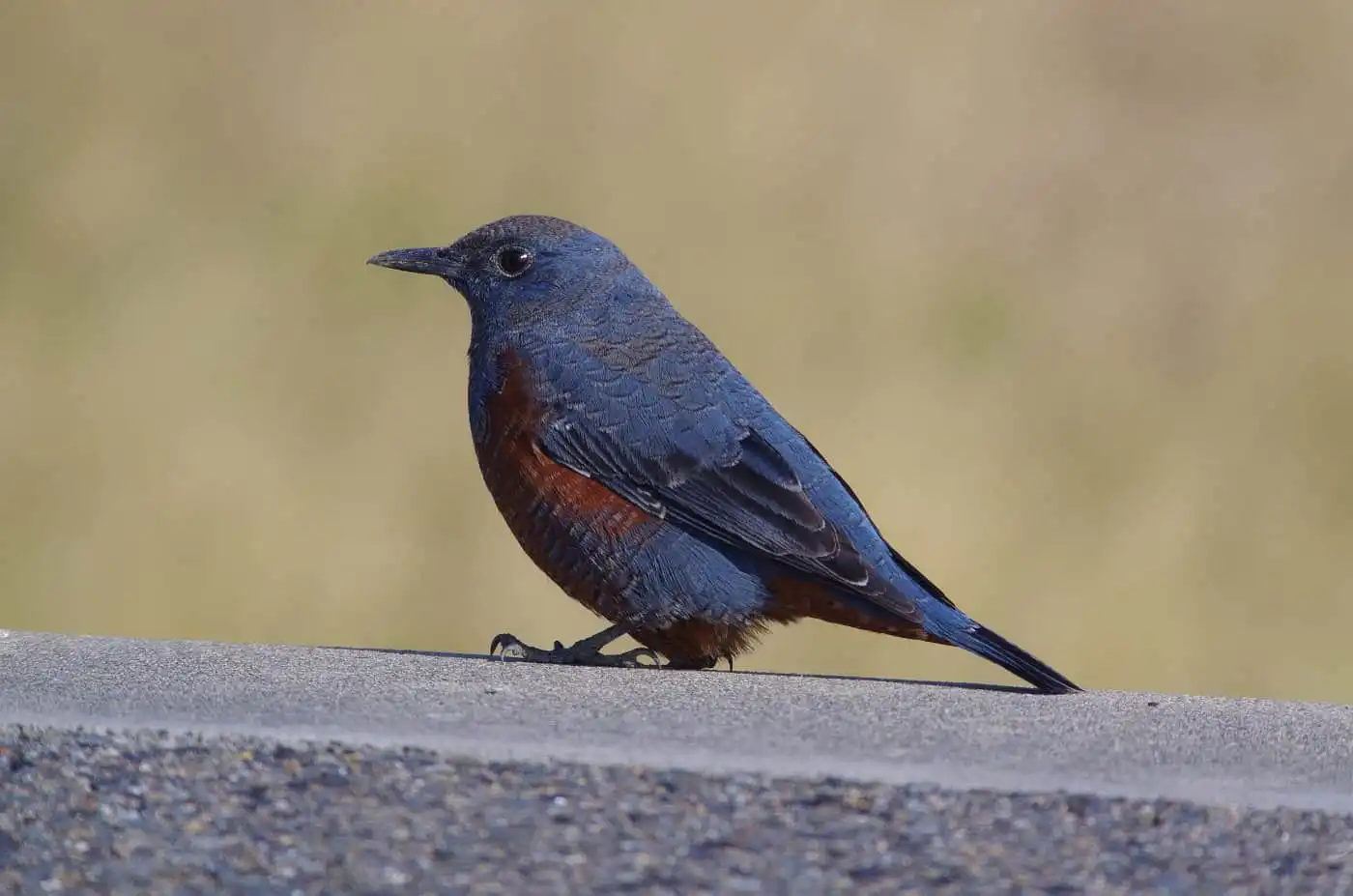 高解像の野鳥・イソヒヨドリの写真画像