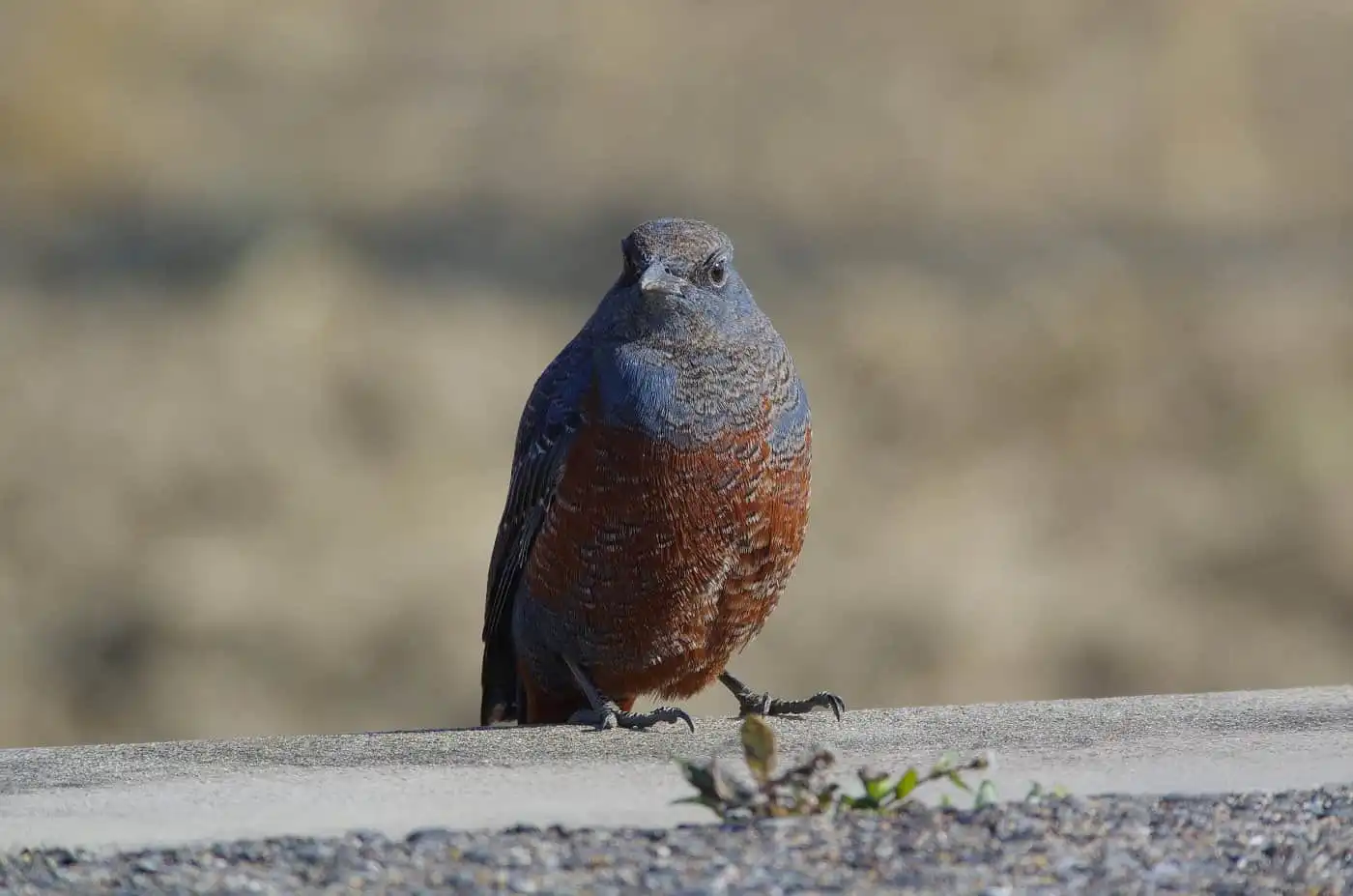 高解像の野鳥・イソヒヨドリの写真画像
