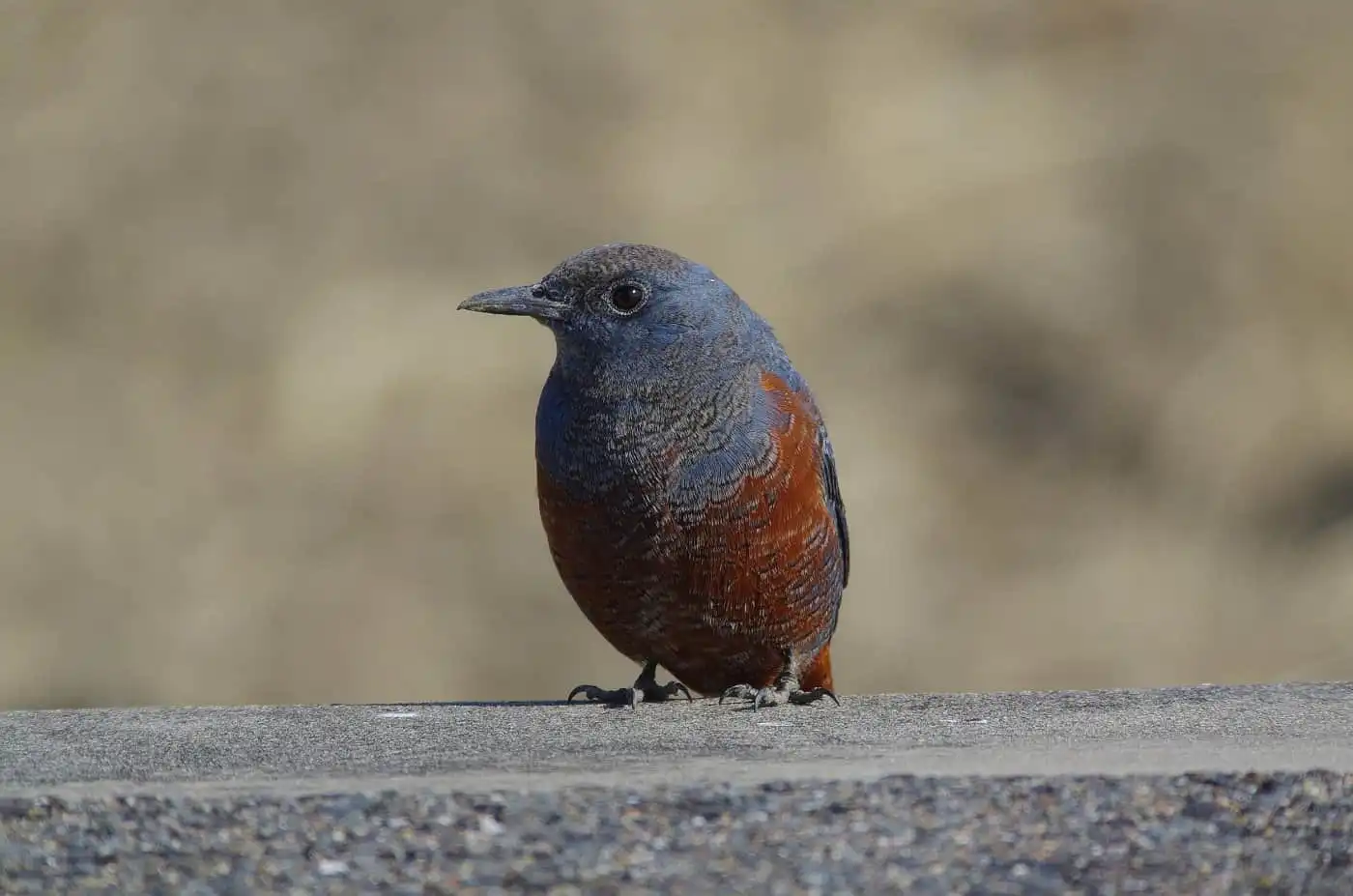 高解像の野鳥・イソヒヨドリの写真画像