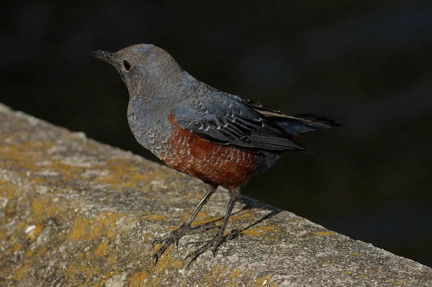 高解像の野鳥・イソヒヨドリの写真画像
