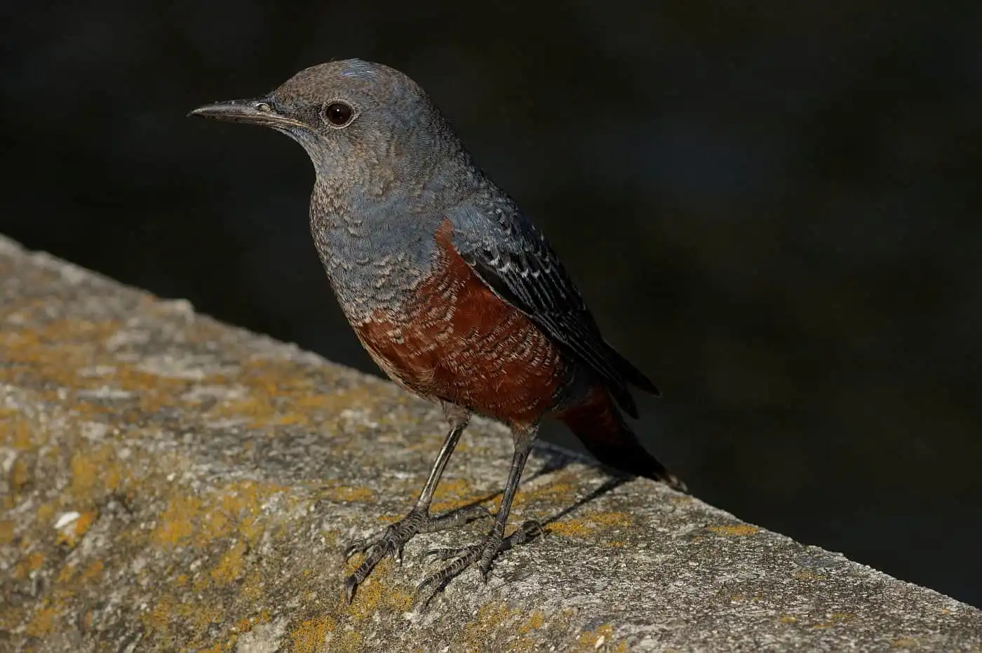 高解像の野鳥・イソヒヨドリの写真画像