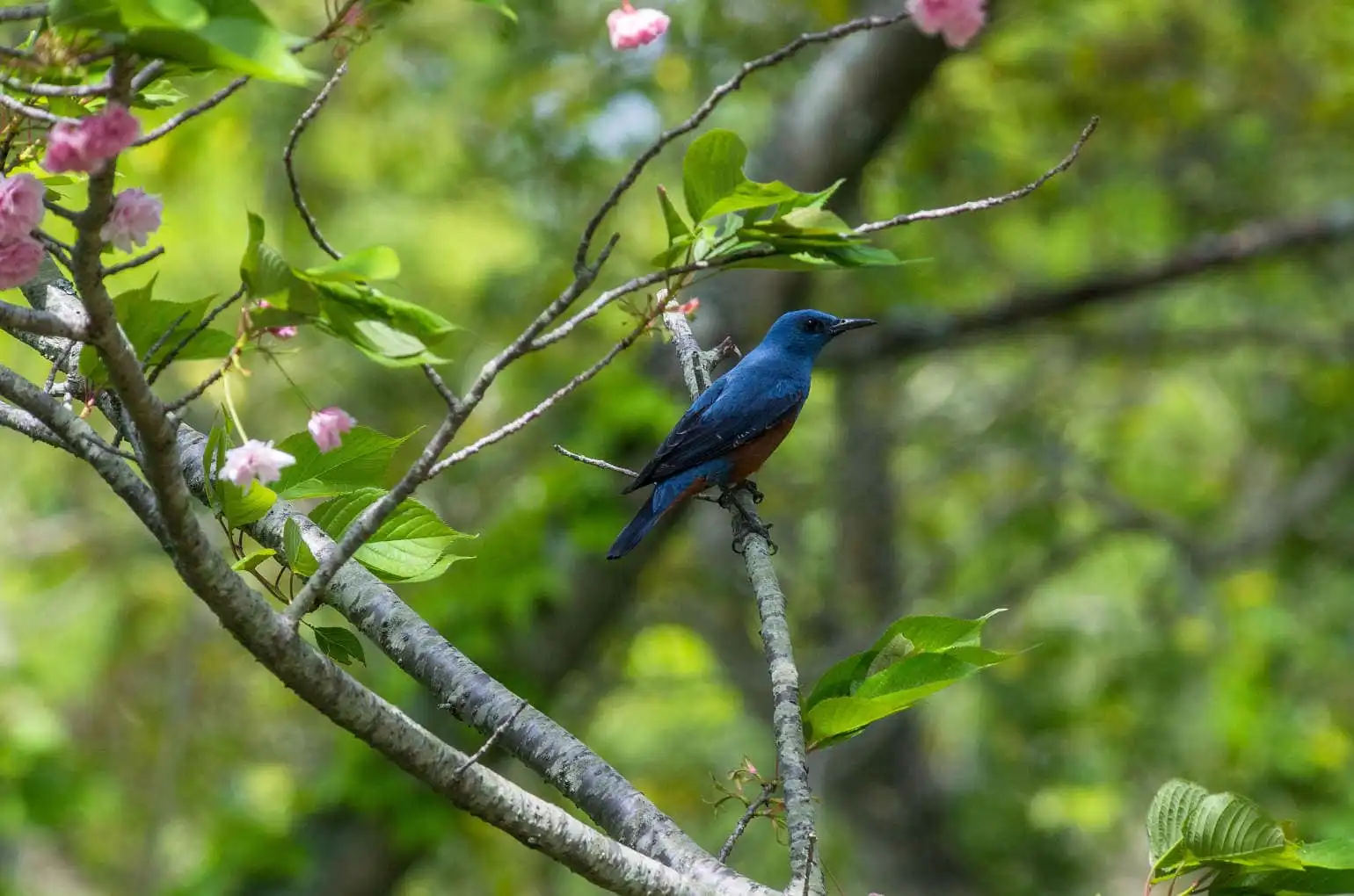 野鳥・イソヒヨドリの写真画像