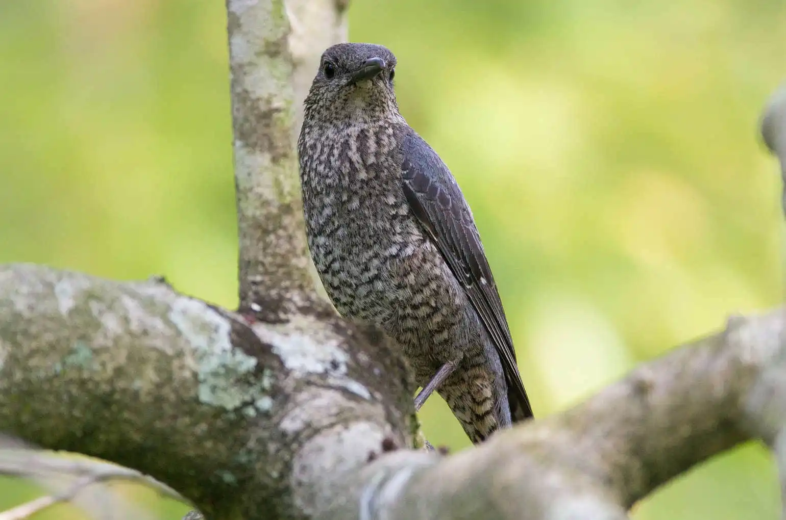 野鳥・雌のイソヒヨドリの写真画像