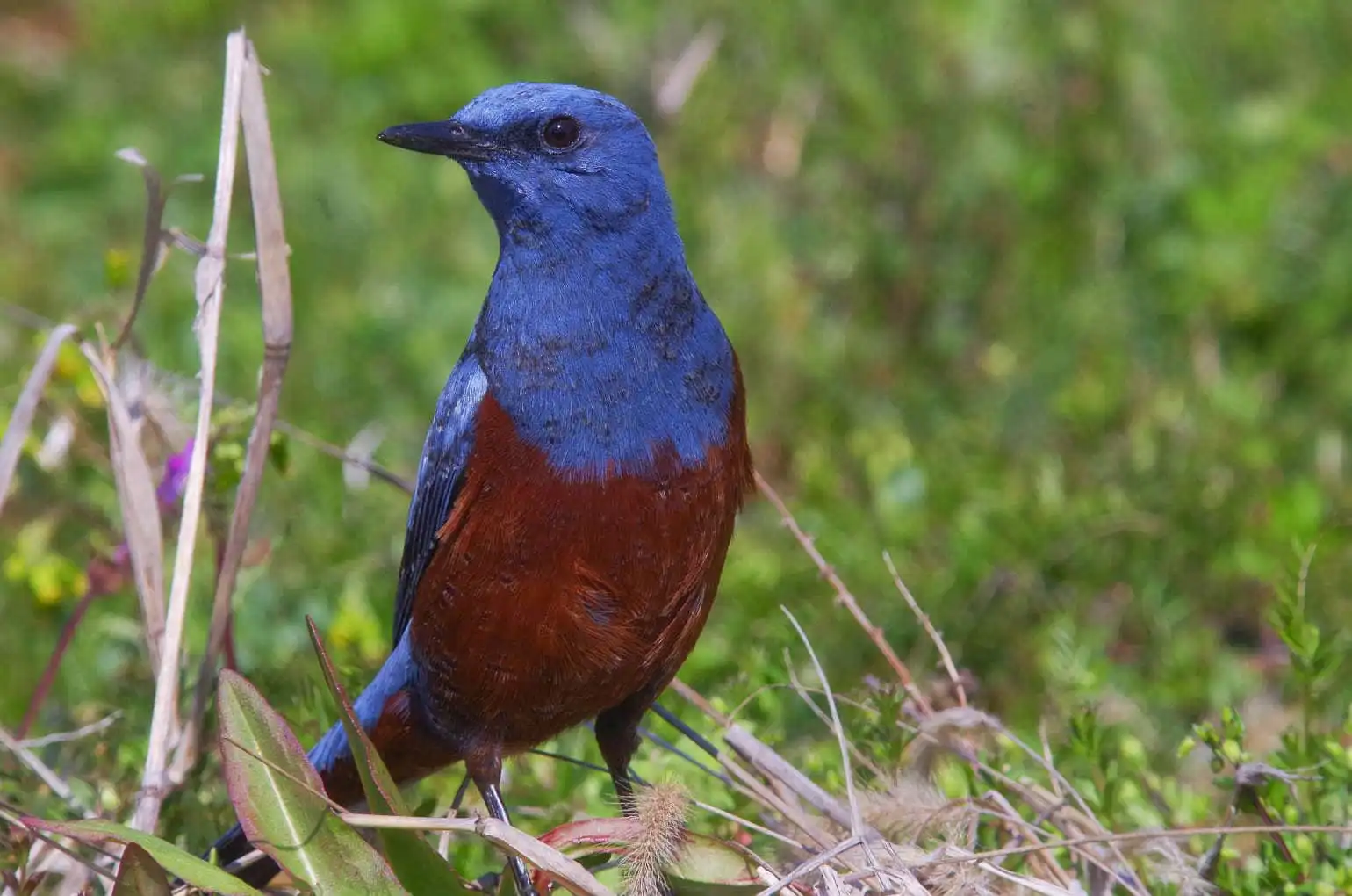 青い色が鮮やかな雄の野鳥・イソヒヨドリの写真画像