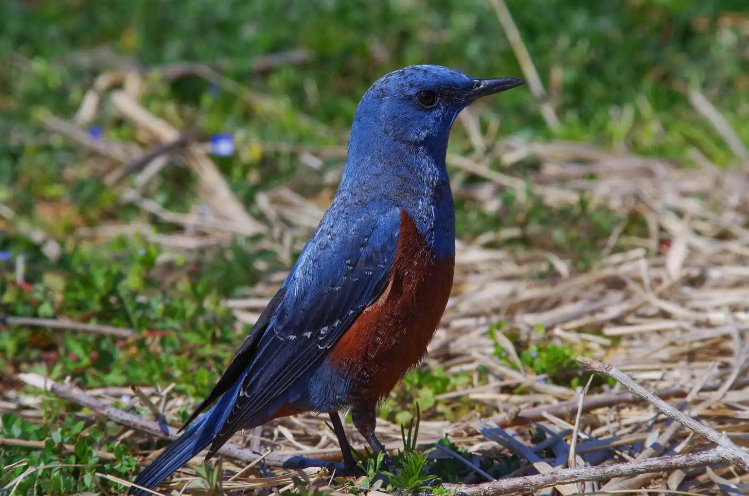 青い色が鮮やかな雄の野鳥・イソヒヨドリの写真画像