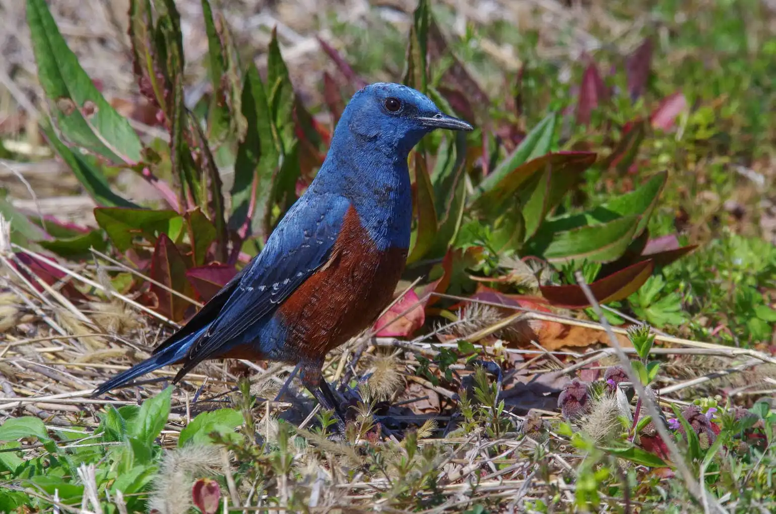 青い色が鮮やかな雄の野鳥・イソヒヨドリの写真画像