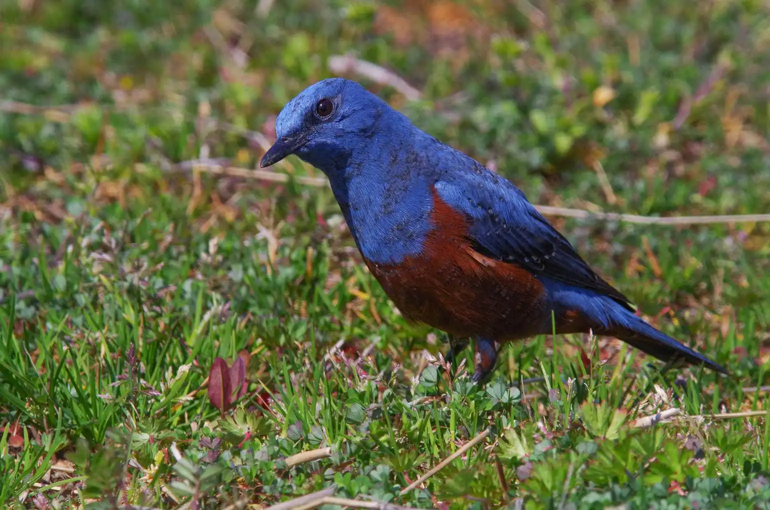 青い色が鮮やかな雄の野鳥・イソヒヨドリの写真画像