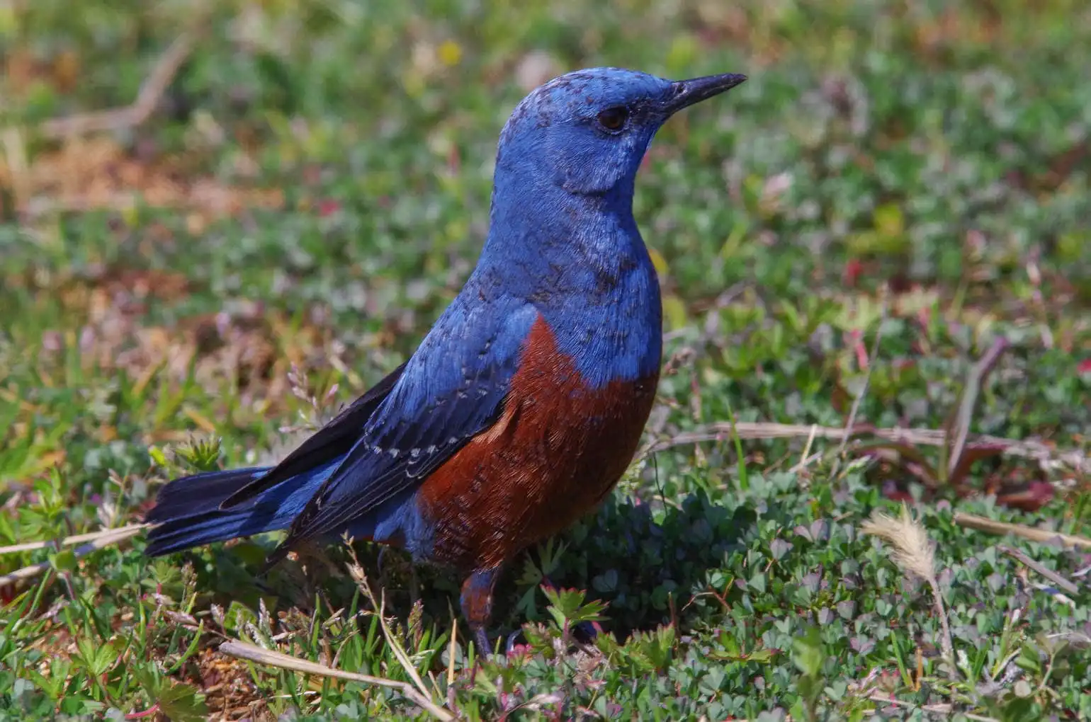 青い色が鮮やかな雄の野鳥・イソヒヨドリの写真画像