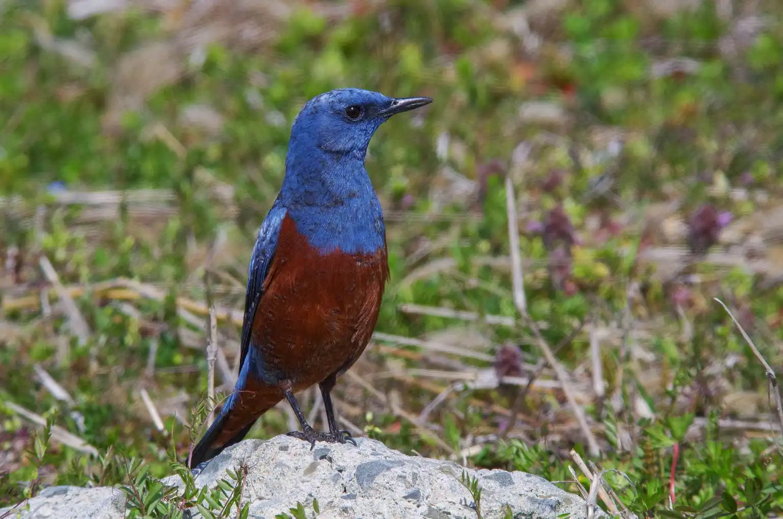 青い色が鮮やかな雄の野鳥・イソヒヨドリの写真画像