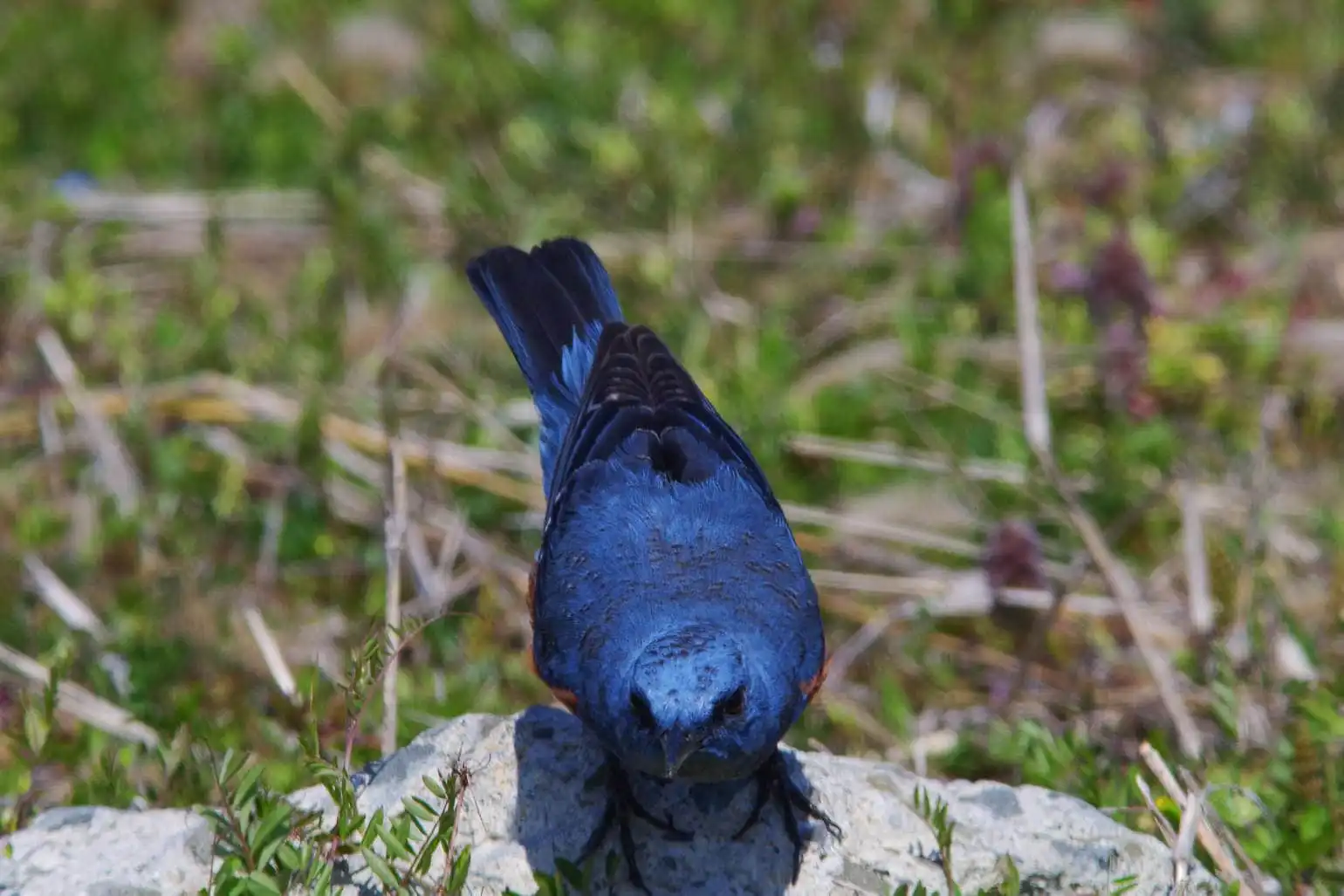 青い色が鮮やかな雄の野鳥・イソヒヨドリの写真画像