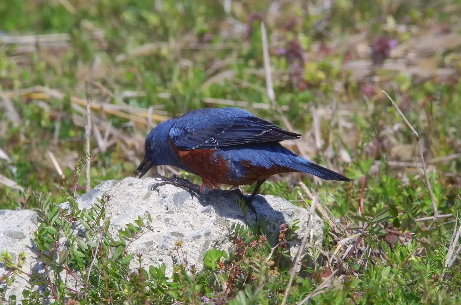 青い色が鮮やかな雄の野鳥・イソヒヨドリの写真画像