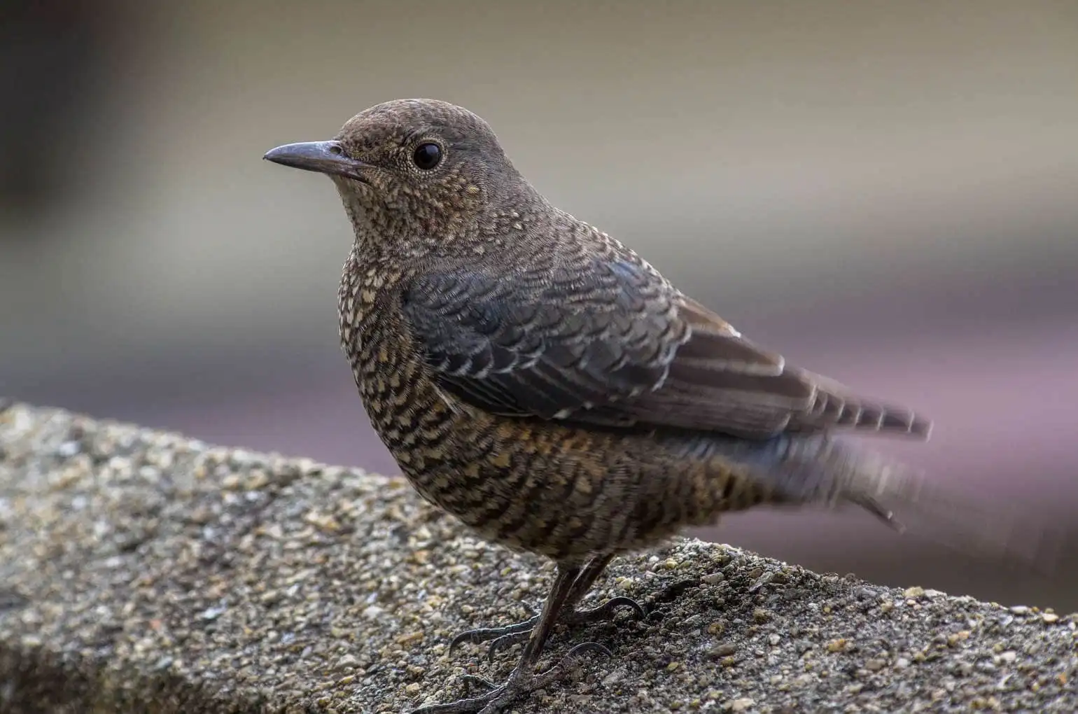 ドアップ、野鳥・雌のイソヒヨドリの写真画像