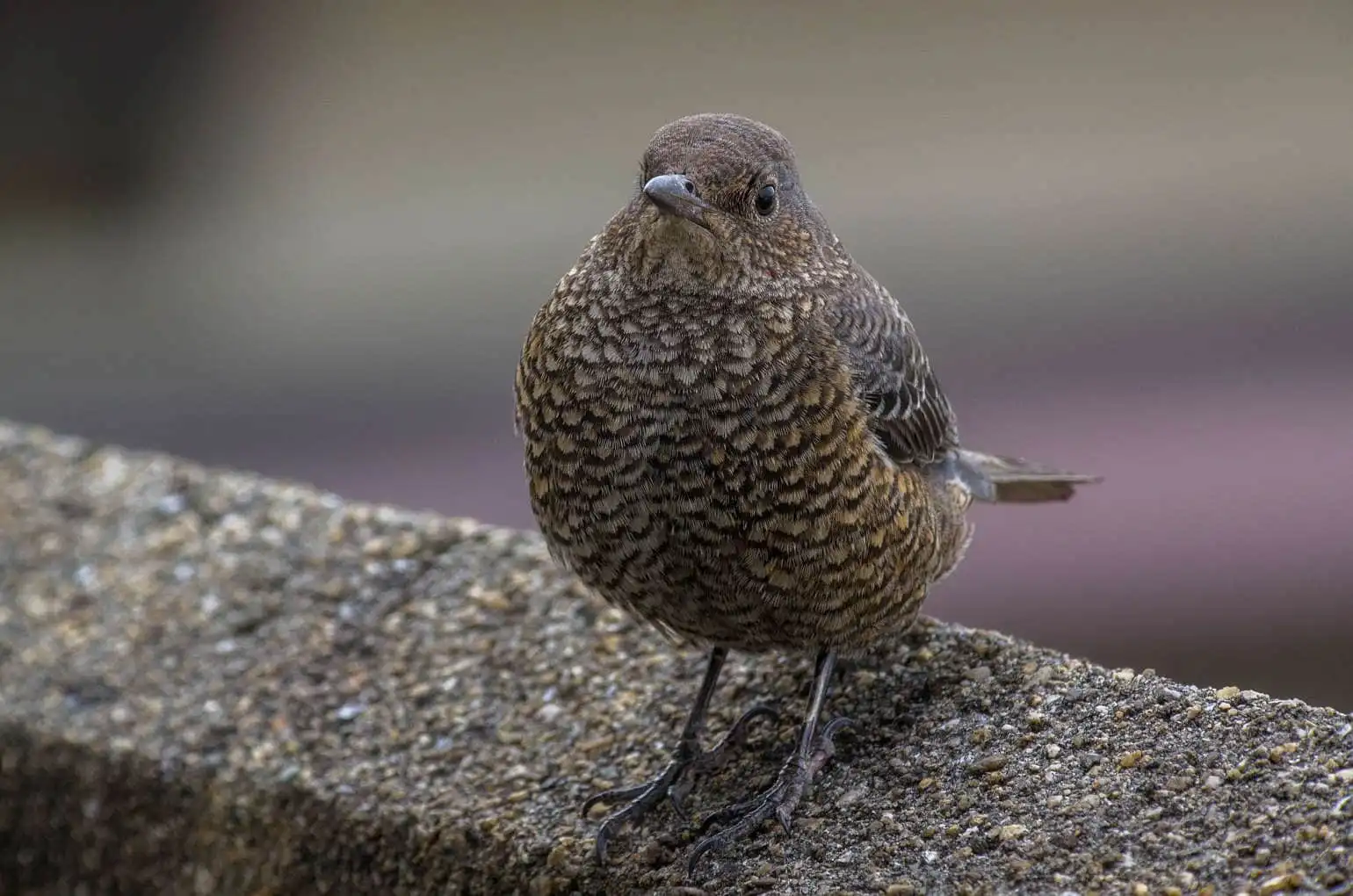 ドアップ、野鳥・雌のイソヒヨドリの写真画像