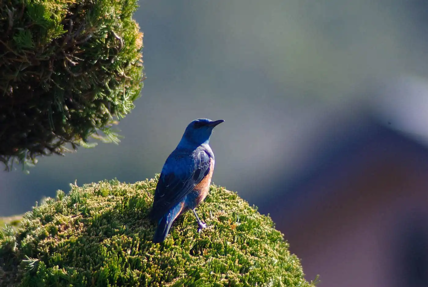 野鳥・イソヒヨドリの写真画像