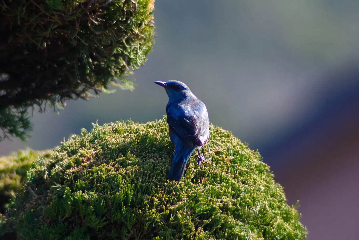 野鳥・イソヒヨドリの写真画像
