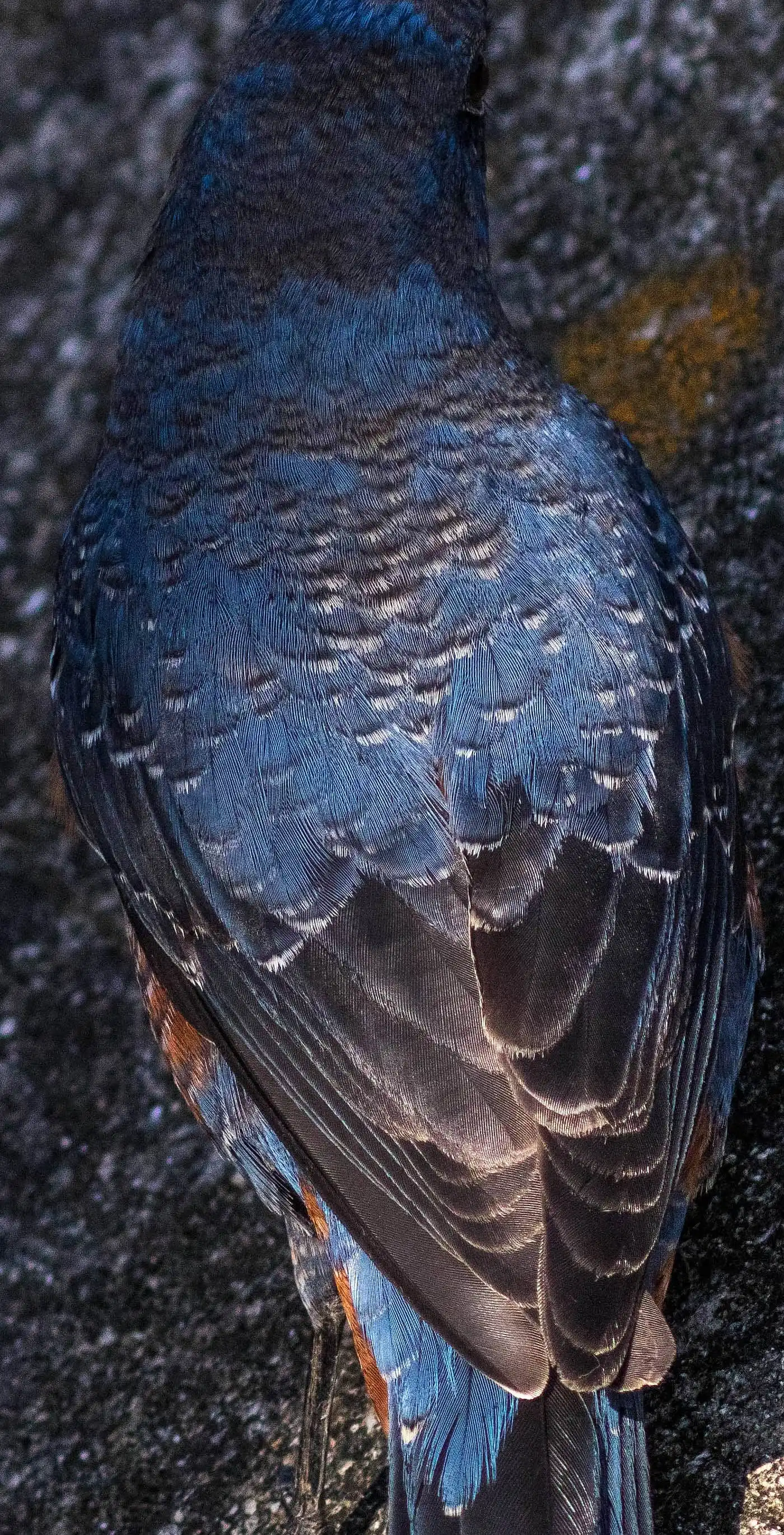 高解像の野鳥・イソヒヨドリの写真画像