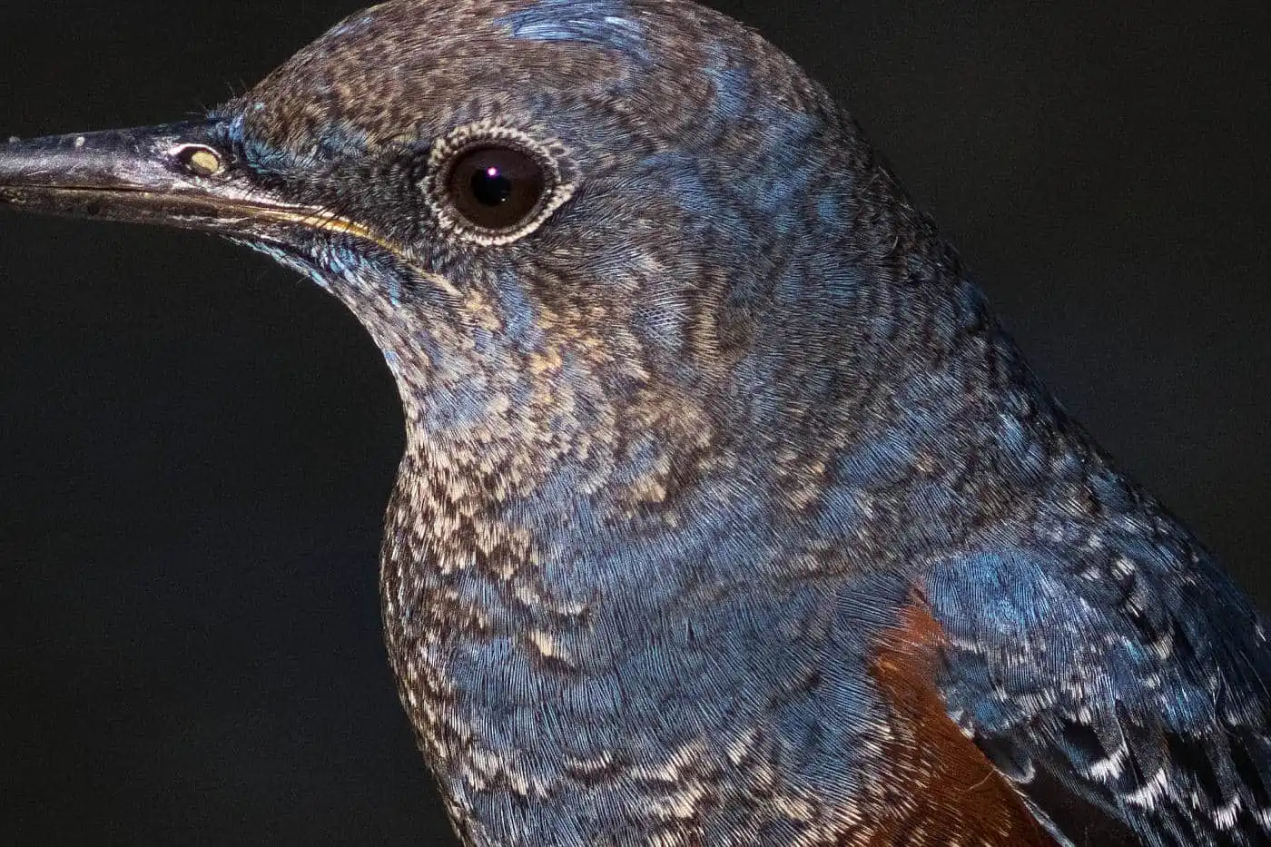 高解像の野鳥・イソヒヨドリの写真画像