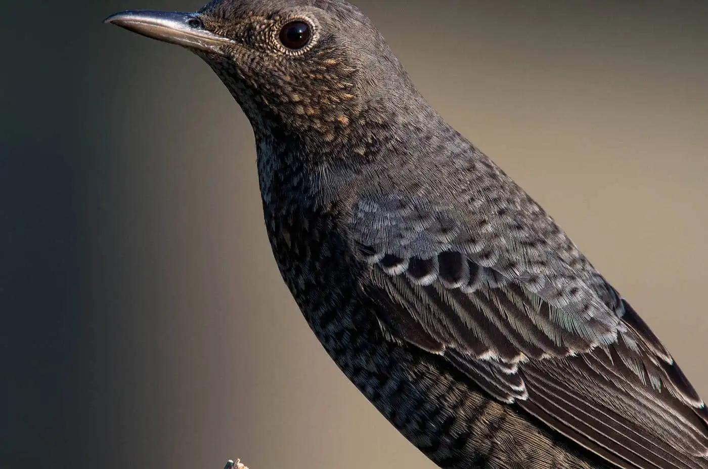 野鳥・イソヒヨドリの写真画像