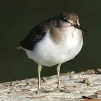 野鳥写真・イソシギ
