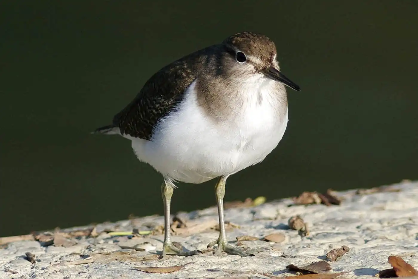 野鳥・イソシギの高解像写真画像
