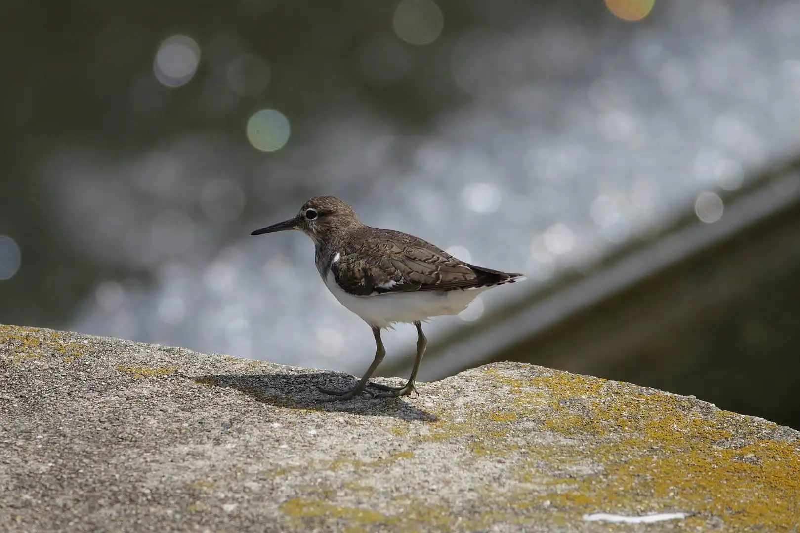 野鳥・輝く水の流れが背景のイソシギの写真画像
