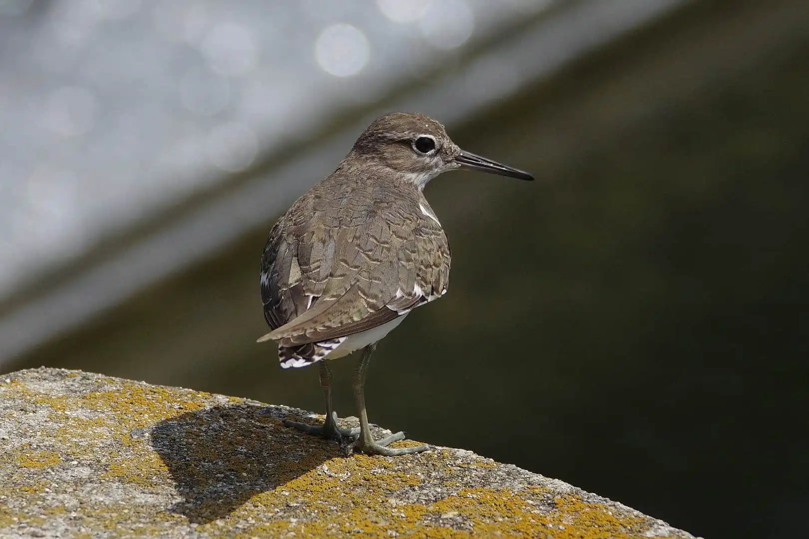 野鳥・輝く水の流れが背景のイソシギの写真画像