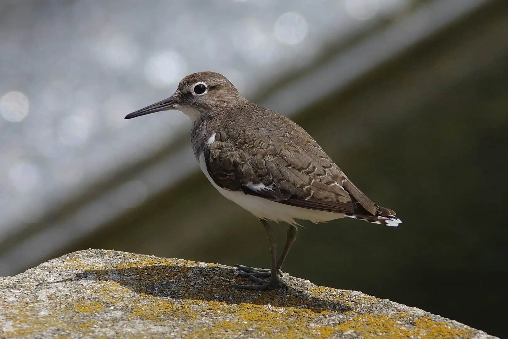 野鳥・輝く水の流れが背景のイソシギの写真画像