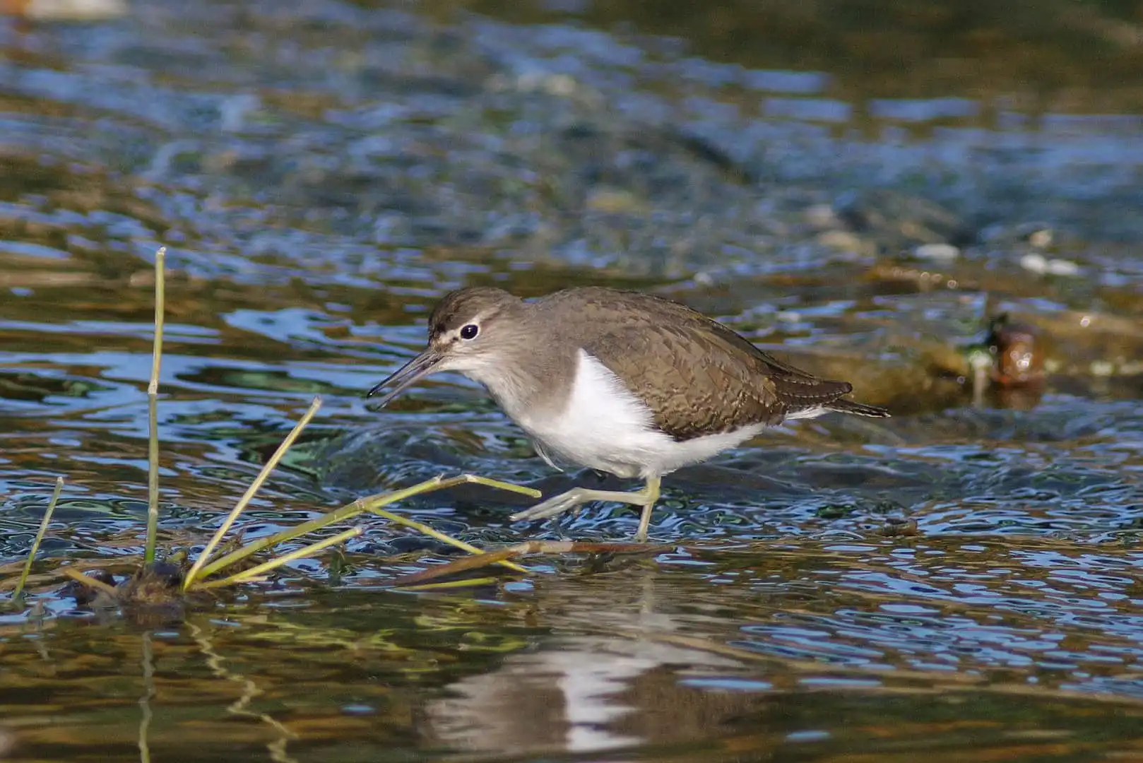 野鳥・川の中を歩くイソシギの写真画像