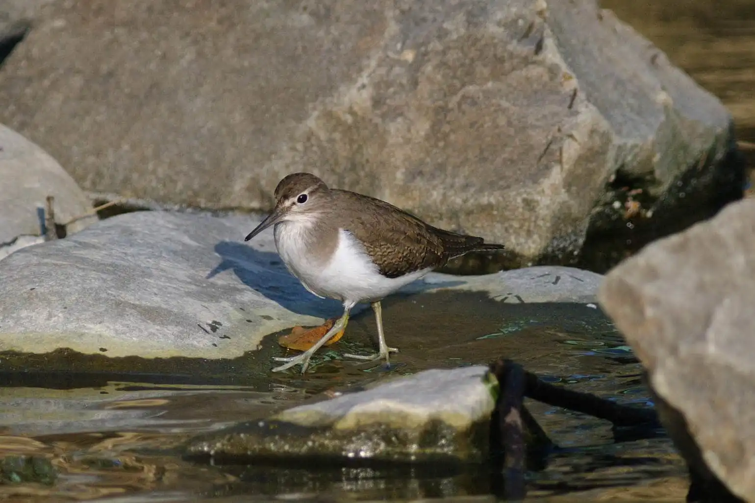 野鳥・川の中を歩くイソシギの写真画像