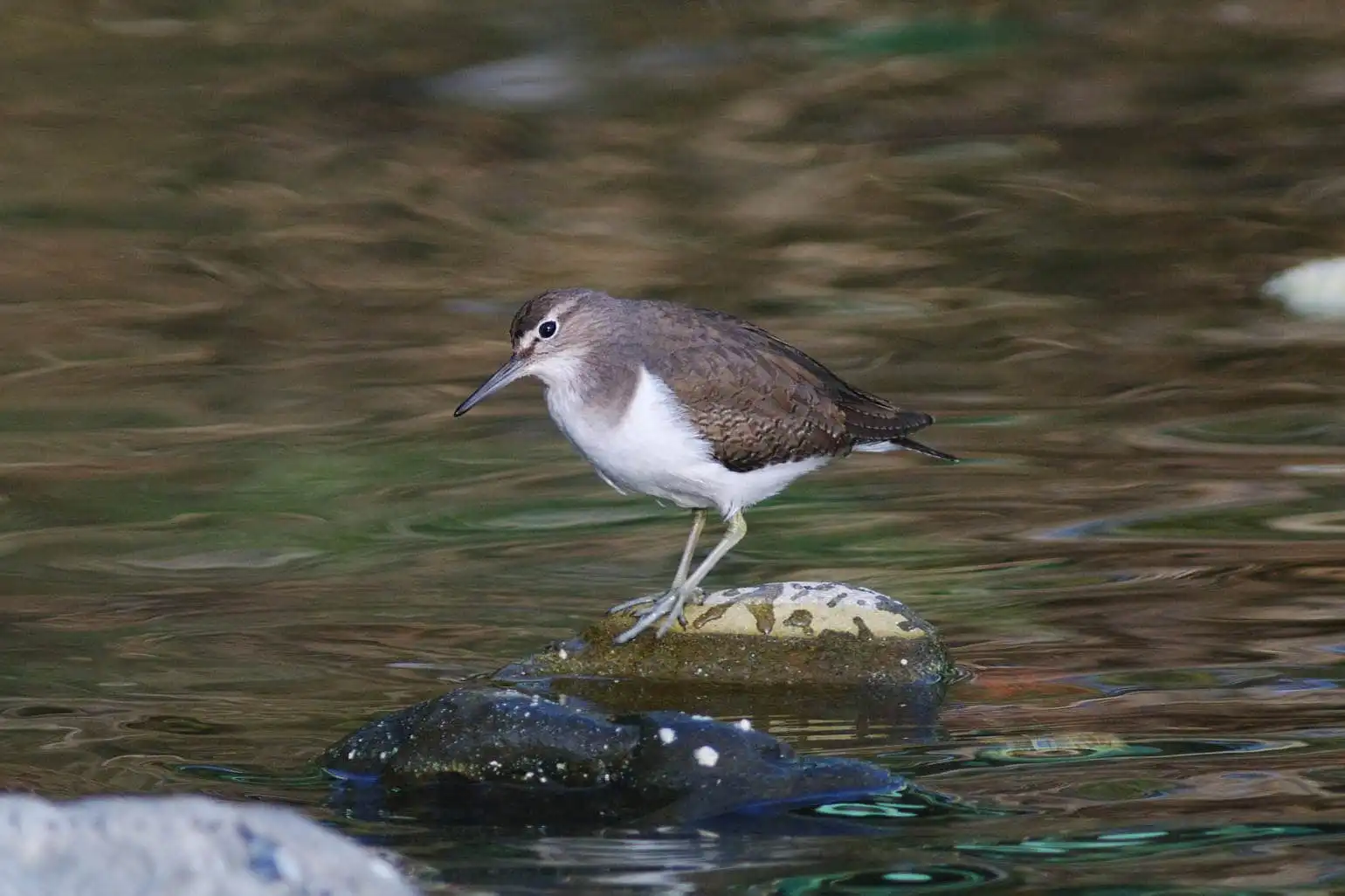 野鳥・川の中を歩くイソシギの写真画像