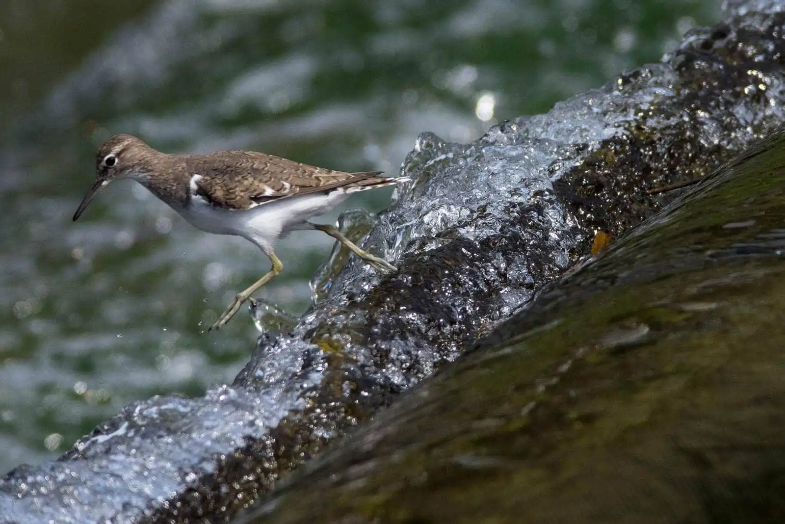 野鳥・川の中を歩くイソシギの飛翔写真画像