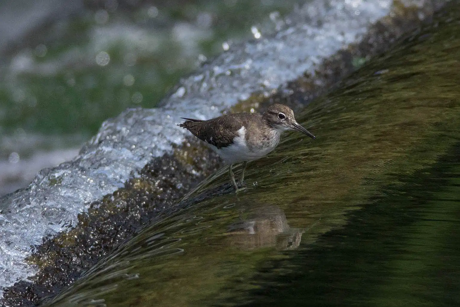 野鳥・川の中を歩くイソシギの写真画像