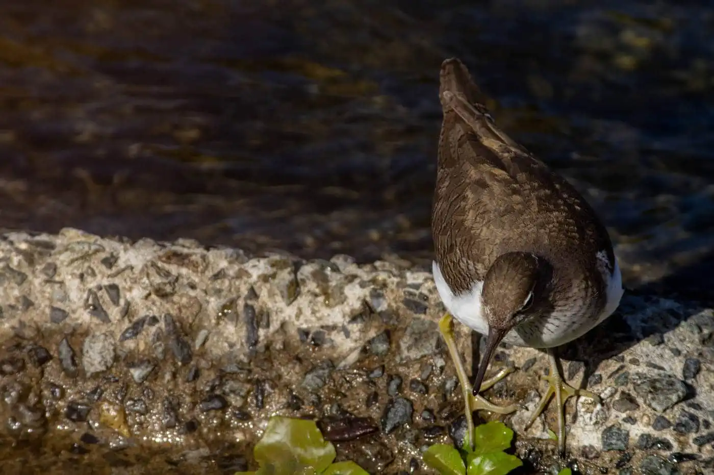 野鳥・イソシギの高解像写真画像